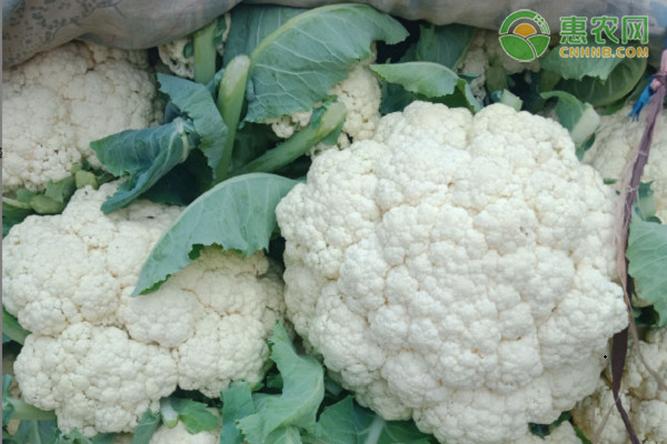 花菜品种排行榜前十(图4)