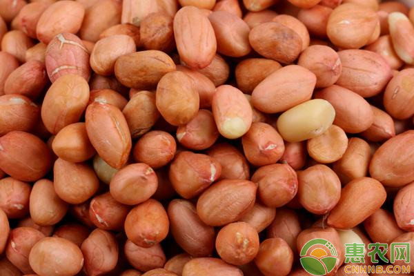 2026花生种子价格多少钱一斤？(图1)