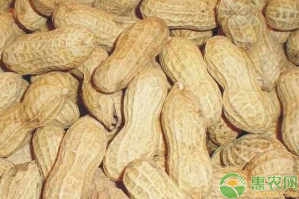 2026花生种子价格多少钱一斤？(图2)