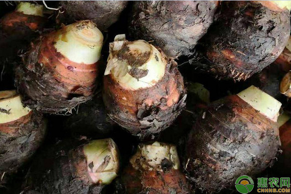 芋头品种排行榜前十