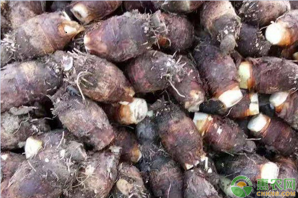 芋头品种排行榜前十(图2)