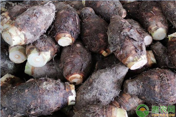 芋头品种排行榜前十(图3)