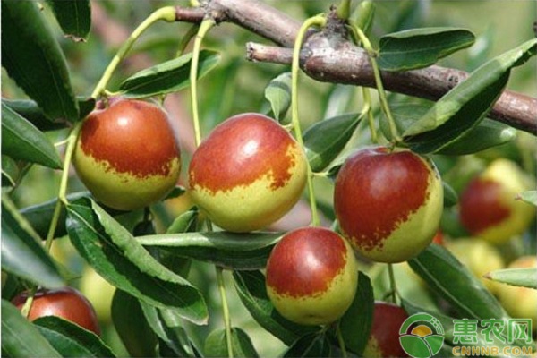 2026年鲜枣价格最新行情(图2)