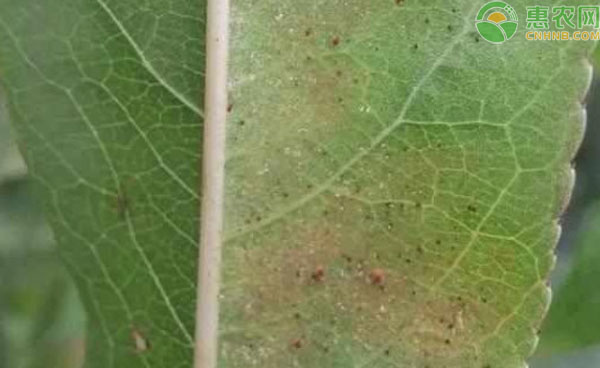 2026年杀虫剂价格多少钱一瓶？(图1)