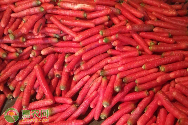 胡萝卜产地排行榜前十名(图3)