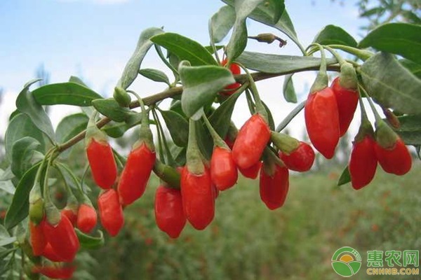 枸杞产地排行榜前十名(图3)