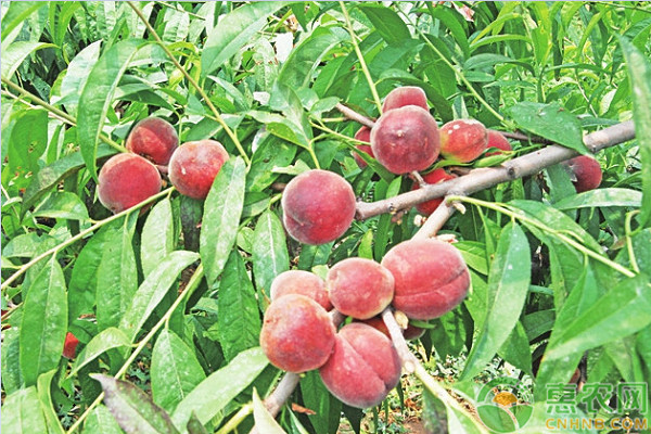 桃树苗品种排行榜前十(图1)