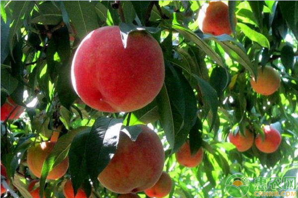 桃树苗品种排行榜前十(图2)