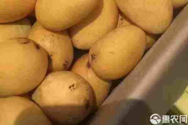 芒果品种排行榜前十(图1)