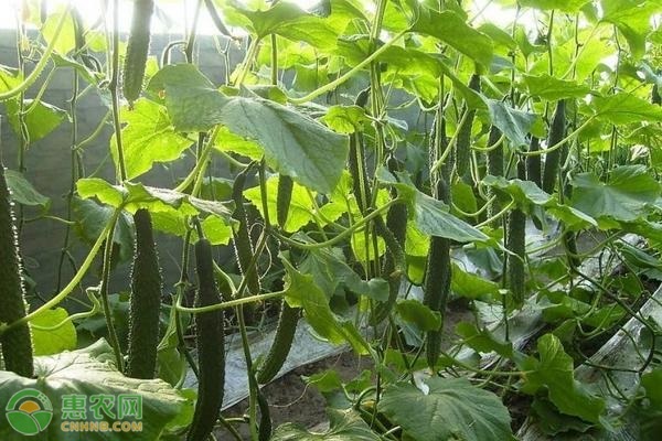 黄瓜品种排行榜前十(图3)
