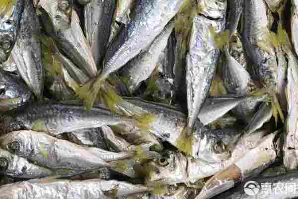 鱼干产地排行榜前十名