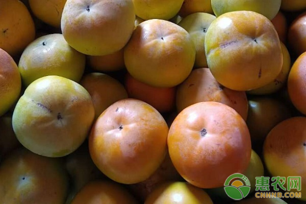 柿饼产地排行榜前十名