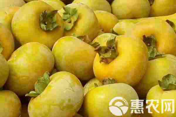 柿饼产地排行榜前十名(图3)