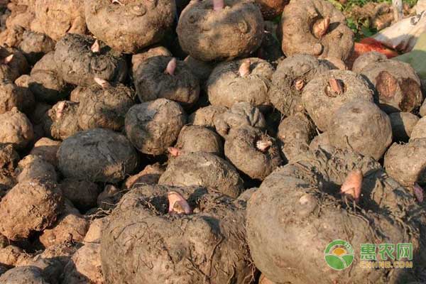 魔芋产地排行榜前十名