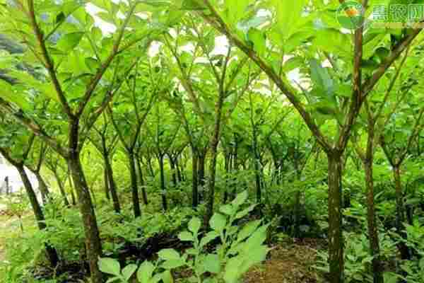 魔芋产地排行榜前十名(图2)