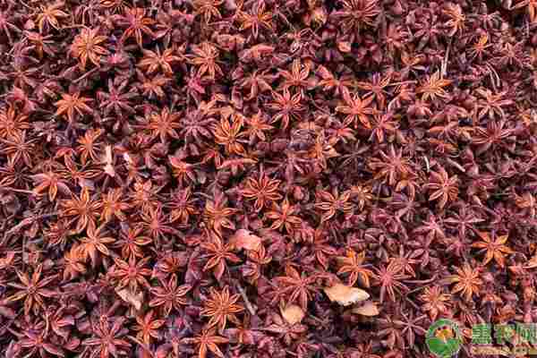 2026年八角价格多少钱一斤？(图2)