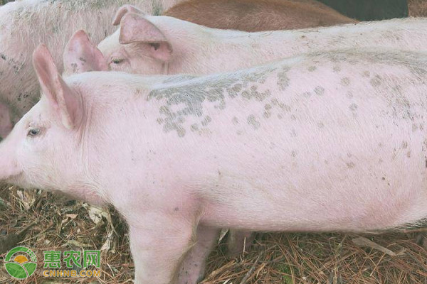 2026年猪苗价格多少钱一斤？(图3)