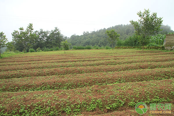 党参产地排行榜前十名(图3)