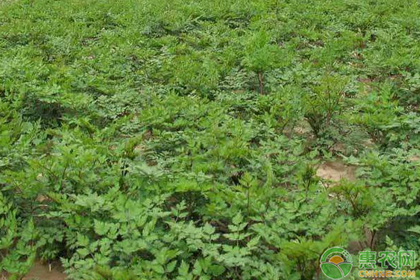 当归产地排行榜前十名