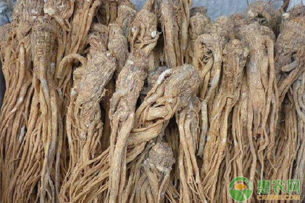 当归产地排行榜前十名(图2)