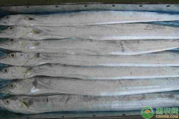 2026年带鱼价格多少钱一斤？(图2)
