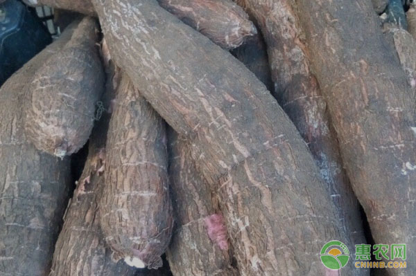 2026年木薯价格多少钱一斤？(图1)