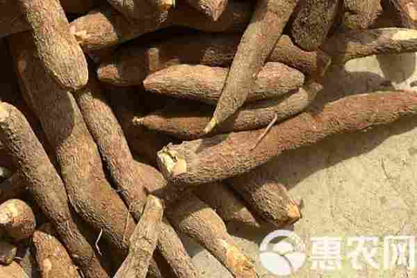 2026年木薯价格多少钱一斤？(图2)