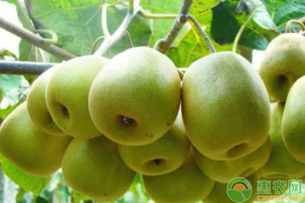 2026年猕猴桃价格多少钱一斤？(图2)