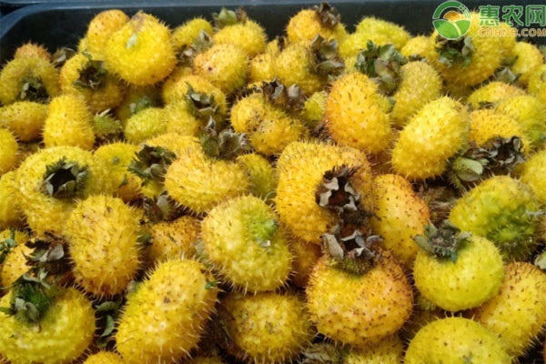 2026年金樱子价格多少钱一斤？(图2)