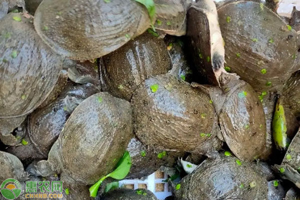 2026年甲鱼价格多少钱一斤？(图2)