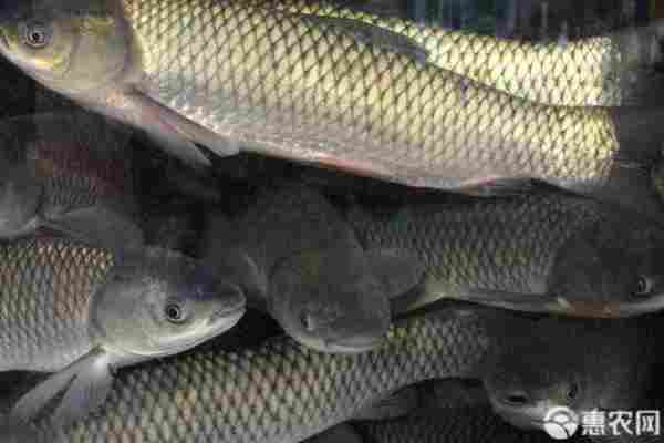 鲤鱼产地排行榜前十名(图1)