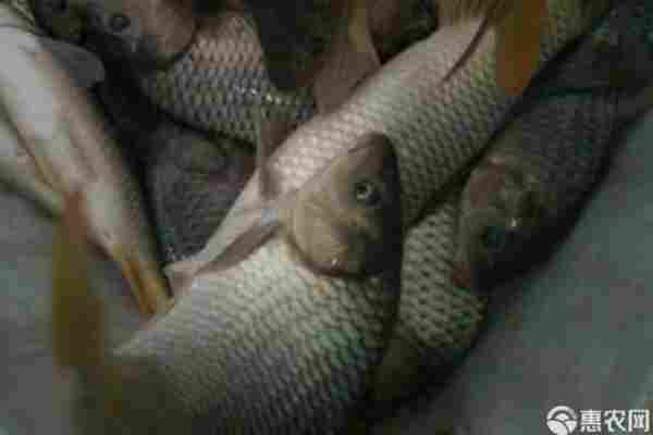 鲤鱼产地排行榜前十名(图2)