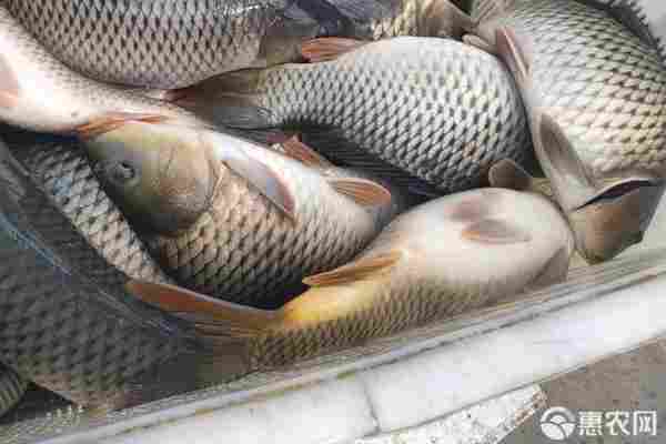 鲤鱼产地排行榜前十名(图3)