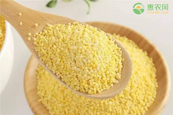 2026年小米价格多少钱一斤？(图2)