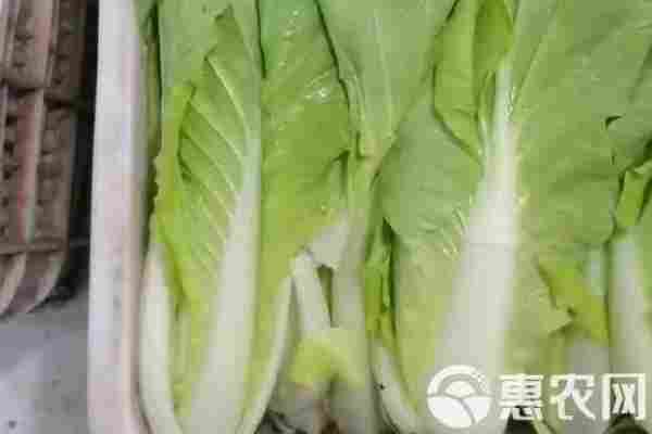 2026年小白菜价格多少钱一斤？(图2)