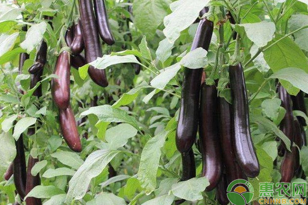 2026年茄子价格多少钱一斤？(图1)