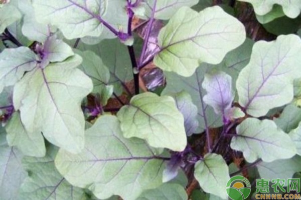 2026年茄子价格多少钱一斤？(图2)