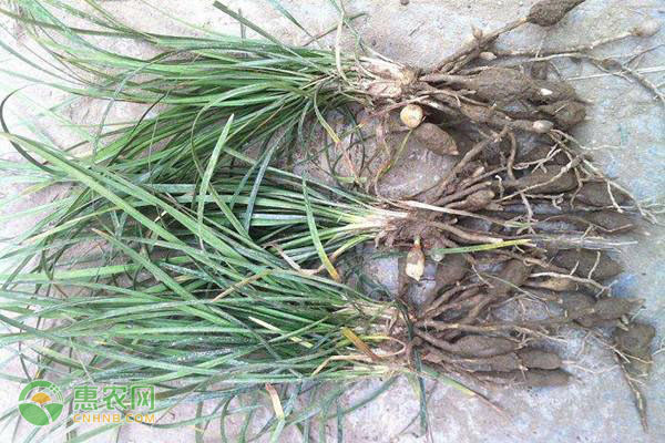 麦冬产地排行榜前十名(图2)