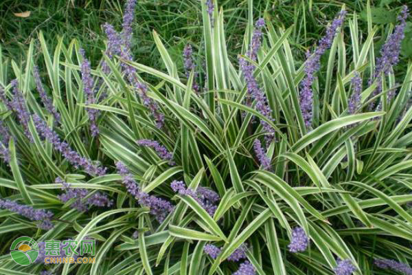 麦冬产地排行榜前十名(图3)