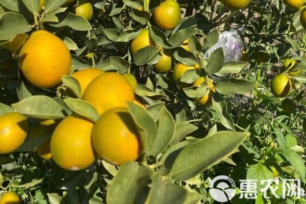 金桔品种排行榜前十(图1)