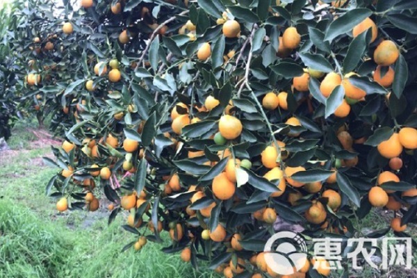 金桔品种排行榜前十(图2)