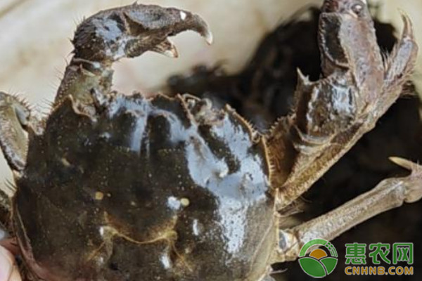 大闸蟹产地排行榜前十名(图1)