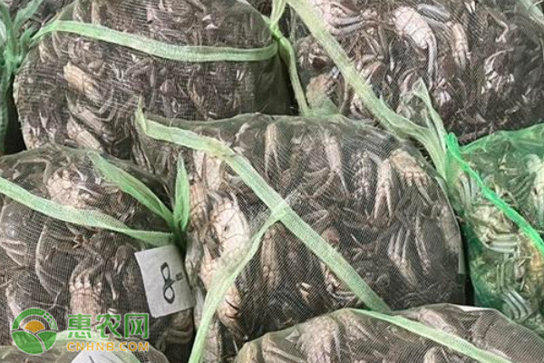 大闸蟹产地排行榜前十名(图2)