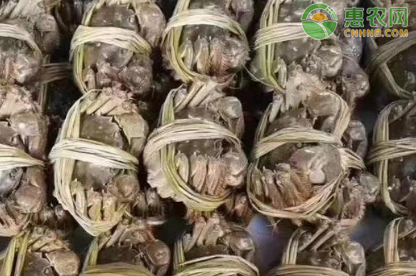 大闸蟹产地排行榜前十名(图3)