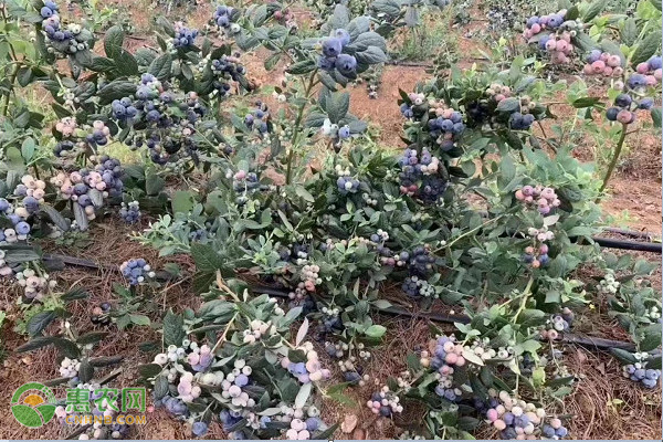 蓝莓产地排行榜前十名(图2)
