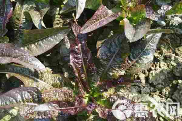 莴笋产地排行榜前十名(图1)