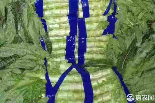 莴笋产地排行榜前十名(图2)