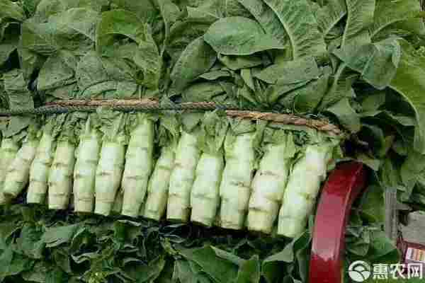 莴笋产地排行榜前十名(图3)