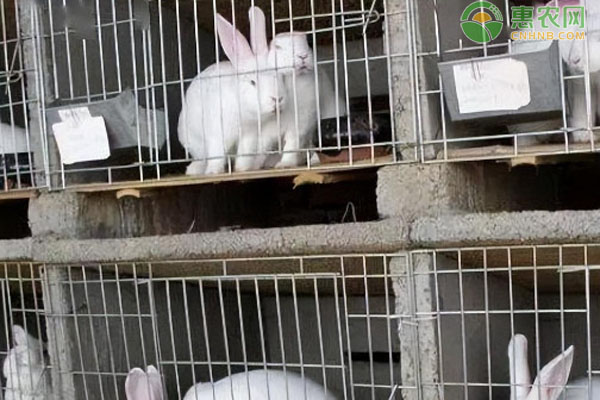 兔子产地排行榜前十名(图1)