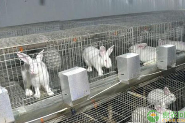 兔子产地排行榜前十名(图3)